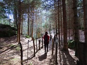 68 Tra filari di abeti